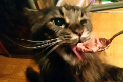 163302848_262604698824863_8189380086423365014_n_18146799148145703