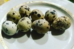 35155860_2748600171832885_8740022383072509952_n_17936353498085358